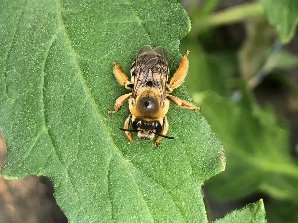 Mata Atlântica exuberante no PETAR com árvores centenárias e biodiversidade rica
